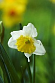 NARCISSUS LAS VEGAS. YELLOW  SPRING  EASTER  BULB