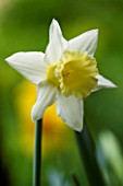 NARCISSUS LAS VEGAS. YELLOW  SPRING  EASTER  BULB