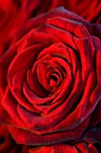 RED ROSE. CLOSE UP  FLOWER  BACKGROUND  DARK. ROMANTIC  RICH  VALENTINE  LOVE  ROMANCE