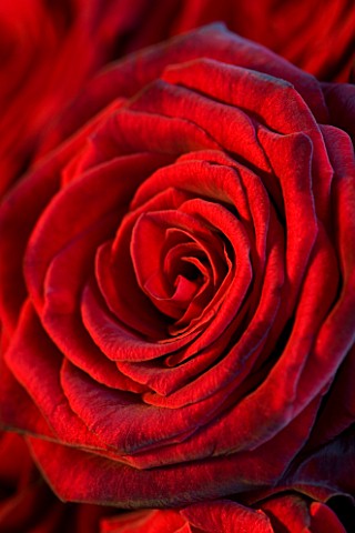 RED_ROSE_CLOSE_UP__FLOWER__BACKGROUND__DARK_ROMANTIC__RICH__VALENTINE__LOVE__ROMANCE