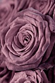 FADED PINK ROSE. CLOSE UP. ROMANTIC  PASTEL