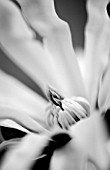 BLACK AND WHITE IMAGE. MAGNOLIA STELLATA ROSEA. CLOSE UP  MARCH  SPRING  PALE PINK  FRAGRANT  FRAGRANCE