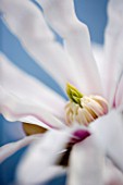 MAGNOLIA STELLATA ROSEA. CLOSE UP  MARCH  SPRING  PALE PINK  FRAGRANT  FRAGRANCE  ABSTRACT  FLOWER
