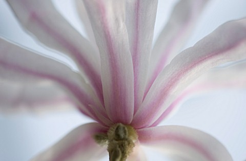 MAGNOLIA_STELLATA_ROSEA_CLOSE_UP__MARCH__SPRING__PALE_PINK__FRAGRANT__FRAGRANCE