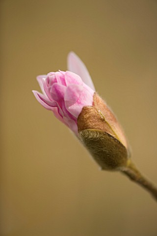 EMERGING_BUD_OF_MAGNOLIA_STELLATA_ROSEA_CLOSE_UP__MARCH__SPRING__PALE_PINK__FRAGRANT__FRAGRANCE__FLO