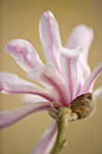 EMERGING BUD OF MAGNOLIA STELLATA ROSEA. CLOSE UP  MARCH  SPRING  PALE PINK  FRAGRANT  FRAGRANCE
