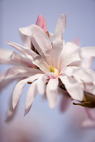 MAGNOLIA_STELLATA_ROSEA_CLOSE_UP__MARCH__SPRING__PALE_PINK__FRAGRANT__FRAGRANCE