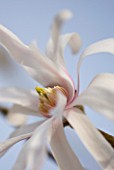 MAGNOLIA STELLATA ROSEA. CLOSE UP  MARCH  SPRING  PALE PINK  FRAGRANT  FRAGRANCE