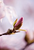EMERGING BUD OF MAGNOLIA STELLATA ROSEA. CLOSE UP  MARCH  SPRING  PALE PINK  FRAGRANT  FRAGRANCE