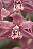 MINIATURE CYMBIDIUM STRATHDOWN CHAILY RED. ORCHID  PASTEL  FADED  RED