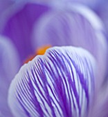 CLOSE UP ABSTRACT OF CROCUS PICKWICK. BULB  CLOSE UP  PURPLE  STRIPEY  STRIPED  SPRING  FLOWER