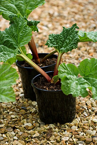 DESIGNER_CLARE_MATTHEWS__VEGETABLE_PROJECT__DEVON_RHUBARB_TIMPERLEY_EARLY_READY_TO_PLANT