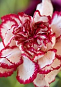 RED AND WHITE CARNATION. CLOSE UP  FLOWER