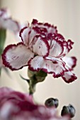 FADED RED AND WHITE CARNATION. CLOSE UP  FLOWER
