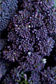 PURPLE SPROUTING BROCCOLI. ORGANIC  NATURAL  HEALTHY  PATTERN
