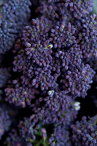 PURPLE_SPROUTING_BROCCOLI_ORGANIC__NATURAL__HEALTHY__PATTERN