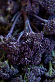 PURPLE SPROUTING BROCCOLI. ORGANIC  NATURAL  HEALTHY  PATTERN  FOOD