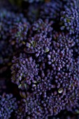 PURPLE SPROUTING BROCCOLI. ORGANIC  NATURAL  HEALTHY  PATTERN