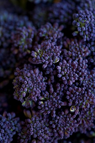 PURPLE_SPROUTING_BROCCOLI_ORGANIC__NATURAL__HEALTHY__PATTERN