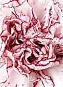 CLOSE UP OF PINK AND WHITE CARNATION