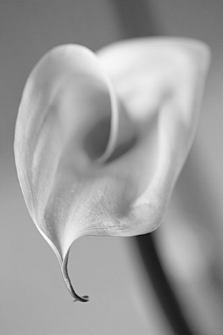 BLACK_AND_WHITE__CLOSE_UP_OF_WHITE_ARUM_LILY_FLOWER_WHITE__PURE__PURITY__WEDDING__SYMPATHY__HOPE__FR