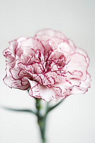 CLOSE_UP_OF_SINGLE_FLOWER_OF_PINK_AND_WHITE_CARNATION