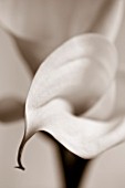 TONED IMAGE OF CLOSE UP OF WHITE ARUM LILY FLOWER. WHITE  PURE  PURITY  WEDDING  SYMPATHY  HOPE  FRAGILE  PEACE  PEACEFUL