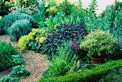 THE_HERB_GARDEN_AT_LOWER_SEVERALLS__SOMERSET_TO_THE_RIGHT_IS_PURPLE_SAGE_AND_YELLOW_ALCHEMILLA_ALPIN
