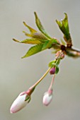 EMERGING BUDS OF PRUNUS INCISA THE BRIDE. SPRING  BLOSSOM  WHITE  PURE  PURITY  CHERRY  TREE
