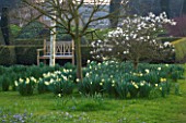 DAFFODILS BESIDE THE PARTERRE WITH WOODEN SEAT AND MAGNOLIA STELLATA. PETTIFERS GARDEN  OXFORDSHIRE. SPRING