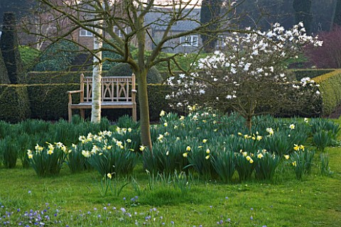DAFFODILS_BESIDE_THE_PARTERRE_WITH_WOODEN_SEAT_AND_MAGNOLIA_STELLATA_PETTIFERS_GARDEN__OXFORDSHIRE_S