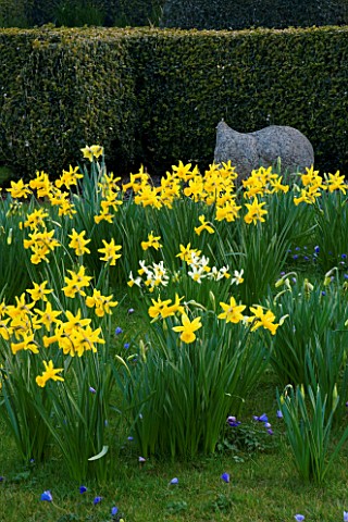 DAFFODILS_BESIDE_THE_PARTERRE_WITH_SCULPTURE_BY_BRIONY_LAWSON_PETTIFERS_GARDEN__OXFORDSHIRE_SPRING