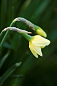 EMERGING BUDS OF UNKNOWN NARCISSUS FLOWERS. DAFFODIL. PETTIFERS GARDEN  OXFORDSHIRE. SPRING