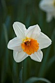 UNKNOWN PALE YELLOW NARCISSUS. PETTIFERS GARDEN  OXFORDSHIRE. SPRING. DAFFODIL