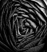 BLACK AND WHITE CLOSE UP OF PERSIAN RANUNCULUS ( RANUNCULUS ASIATICUS) BACKGROUND  ABSTRACT