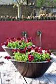 RICKYARD BARN GARDEN  NORTHAMPTONSHIRE: COPPER CONTAINER PLANTED WITH DARK RED PANSIES AND DICENTRA KING OF HEARTS