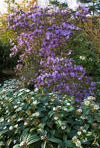 KIFTSGATE_COURT__GLOUCESTERSHIRE_BLUE_RHODODENDRON_IN_THE_BRIDGE_BORDER