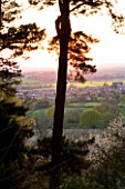KIFTSGATE COURT  GLOUCESTERSHIRE: VIEW OF THE EVESHAM VALE THROUGH THE SCOTCH FIRS. EVENING LIGHT