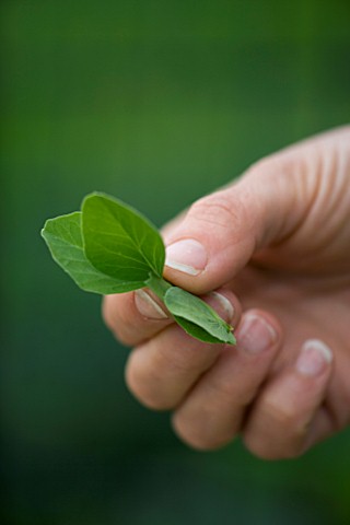 DESIGNER_CLARE_MATTHEWS_POTAGER_PROJECT_CLARE_HOLDS_A_PEA_TIPS_OF_OREGON_SUGAR_SNAP_PEAS_IN_HER_HAND