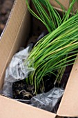 DESIGNER CLARE MATTHEWS. POTAGER PROJECT: PANCHO LEEKS IN THEIR BOX