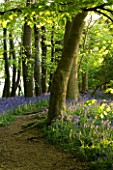 BLUEBELL WOOD  COTON MANOR GARDEN  NORTHAMPTONSHIRE. PATH  SPRING  BEAUTY IN NATURE  IDYLLIC  LIGHT  ESCAPISM  ENJOYMENT FREEDOM