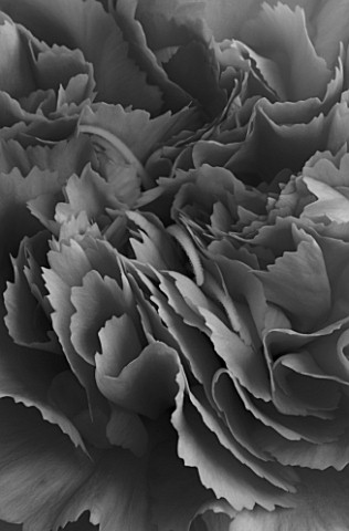 BLACK_AND_WHITE_IMAGE_OF_CARNATION_FLOWER_CLOSE_UP__ABSTRACT