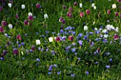 ANEMONE BLANDA AND FRITILLARIA MELEAGRIS (SNAKES HEAD FRITILLARY) GROWING IN THE MEADOW AT PETTIFERS GARDEN  OXFORDSHIRE