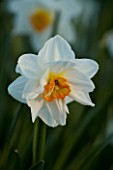 PETTIFERS  OXFORDSHIRE. NARCISSUS (UNKNOWN VARIETY)