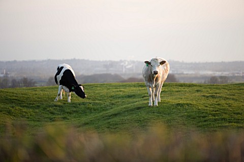 TWO_COWS_IN_A_FIELD_IN_THE_SPRING__NEAR_BANBURY__OXFORDSHIRE__ENGLAND_FARM__ENVIRONMENT