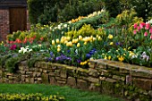 LITTLE LARFORD  WORCESTERSHIRE: DESIGNER DEREK WALKER - STONE WALL WITH BORDER IN THE COTTAGE GARDEN PLANTED WITH YELLOW TULIP SWEETHEART AND BLUE PANSIES. NARCISSI. BULBS  SPRING