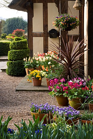 LITTLE_LARFORD__WORCESTERSHIRE_DESIGNER_DEREK_WALKER__CONTAINERS_BESIDE_THE_COTTAGE_PLANTED_WITH_PAN