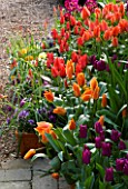 LITTLE LARFORD  WORCESTERSHIRE: DESIGNER DEREK WALKER - CONTAINERS BESIDE THE COTTAGE PLANTED WITH PANSIES AND TULIPS. BULBS  SPRING