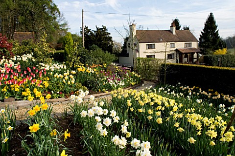 LITTLE_LARFORD__WORCESTERSHIRE_DESIGNER_DEREK_WALKER__VIEW_ACROSS_THE_GARDEN_WITH_NARCISSI_IN_THE_FO