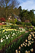LITTLE LARFORD  WORCESTERSHIRE: DESIGNER DEREK WALKER - VIEW ACROSS THE GARDEN WITH THE COTTAGE AND NARCISSI IN THE FOREGROUND. SPRING  BULBS  COTTAGE GARDEN